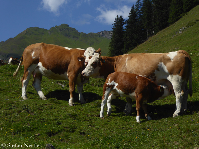 Salzburger-Land-Kuehe