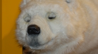 Der freundliche Eisbär