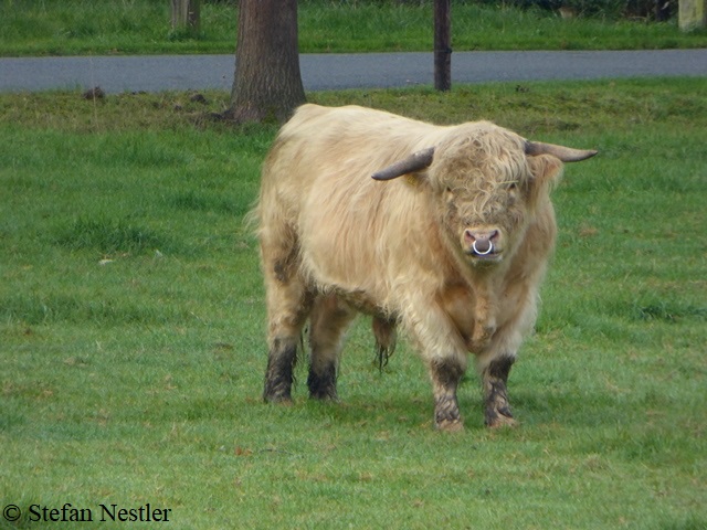 10_Bulle