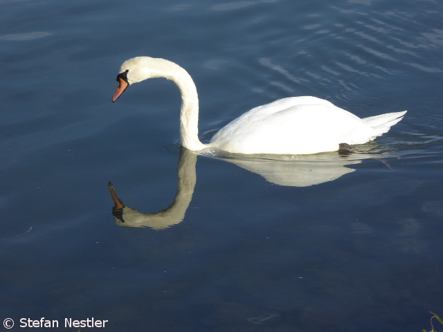 5_Schwan