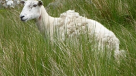 Schaf