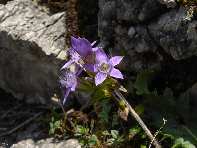 Walchsee_Blume