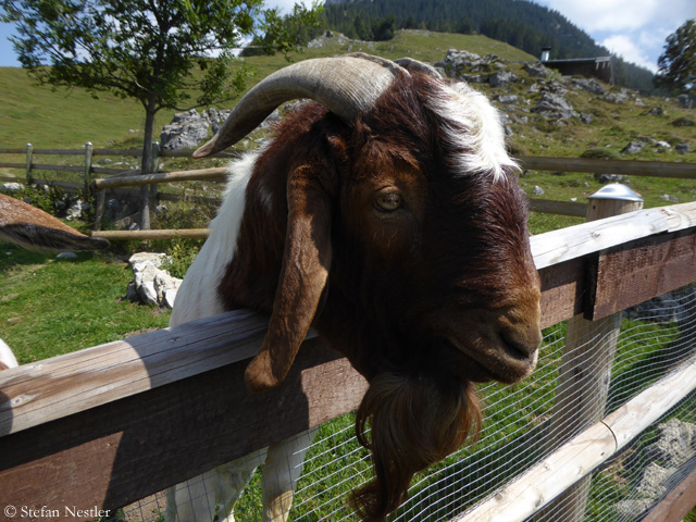 Walchsee_Geissbock