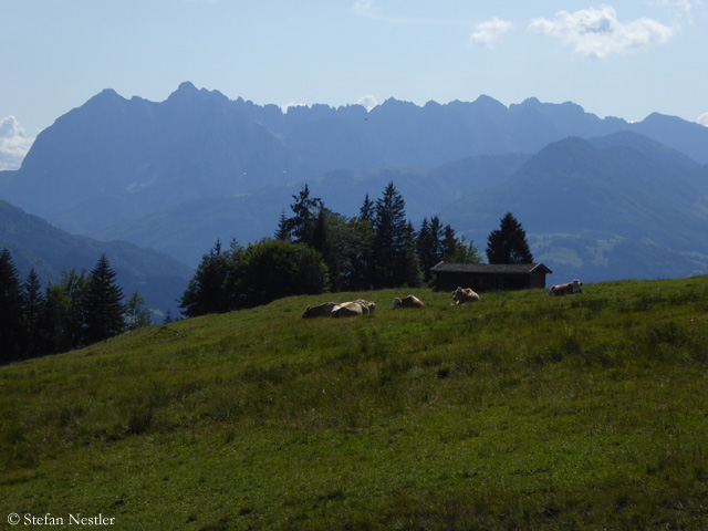 Walchsee_Kaiser_Kuehe