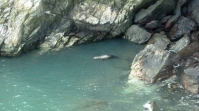 Robbe im Wasser