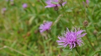 wiesenblume
