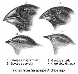 Public domain: Charles Darwin
