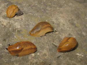Spanish Slug, public domain by Zwentibold