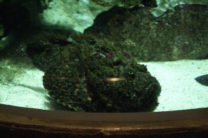 stonefish, credit: CC BY-SA 2.0 by PhylB, flickr.com - http://bit.ly/1d9ULAN