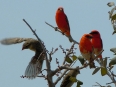 Birds