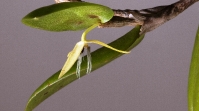 Night-blooming Orchid (Bulbophyllum nocturnum)