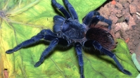 Sazima's Tarantula (Pterinopelma sazimai)