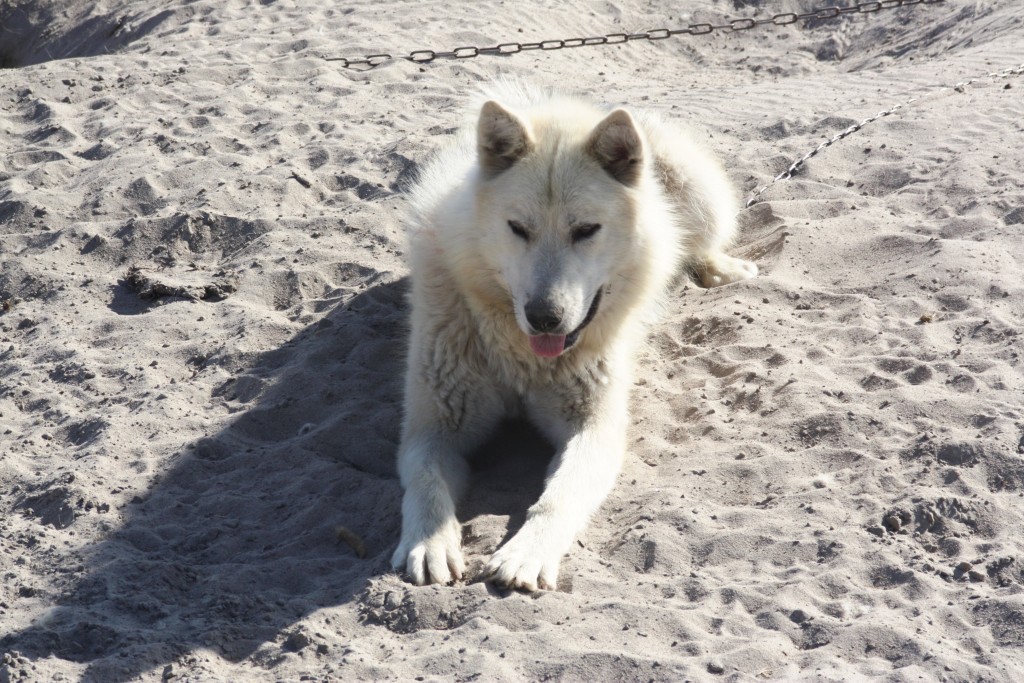 Where's my ice? (I.Quaile, Greenland)