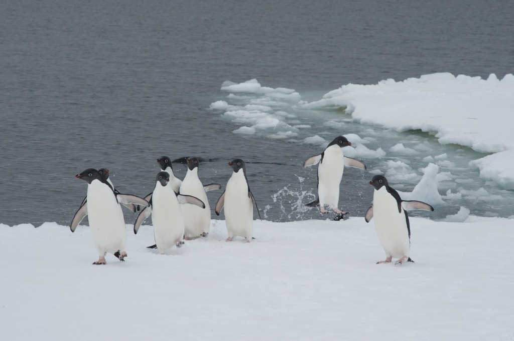 Ready to jump in - International Polar Foundation, 2012