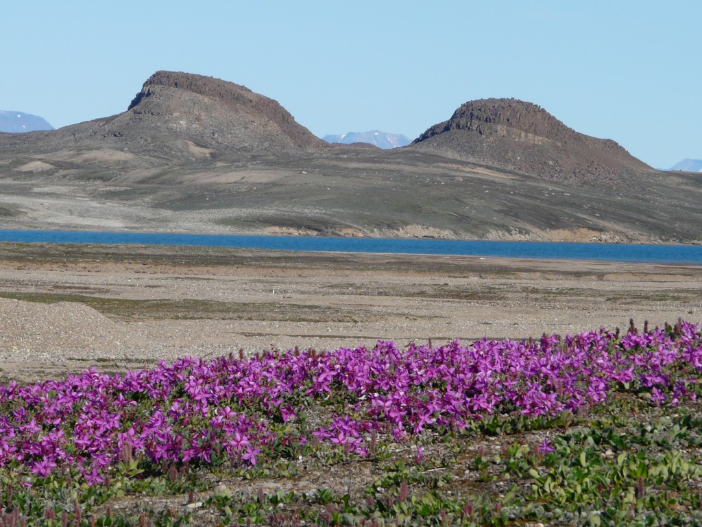 greenlandflowers-1024x768
