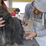 Michael Wigge kämmt einen Hund