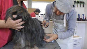 Michael Wigge kämmt einen Hund
